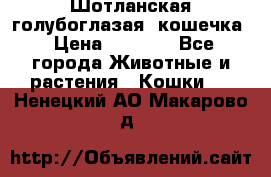 Шотланская голубоглазая  кошечка › Цена ­ 5 000 - Все города Животные и растения » Кошки   . Ненецкий АО,Макарово д.